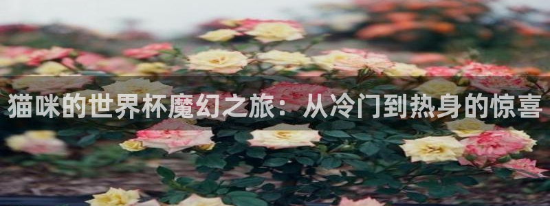 2026男足世界杯赛程：猫咪的世界杯魔幻之旅：从冷门到热身的惊喜