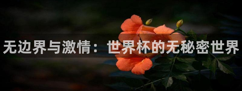 美国世界杯：无边界与激情：世界杯的无秘密世界