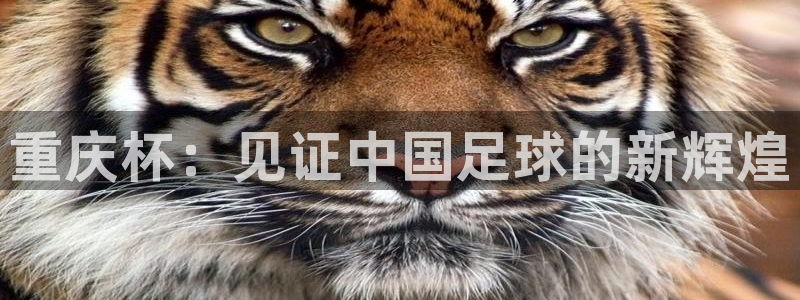 2026世界杯亚洲区预选赛：重庆杯：见证中国足球的新辉煌
