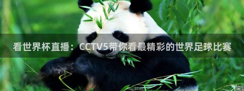 2026世界杯直播：看世界杯直播：CCTV5带你看最精彩的世界足球比赛